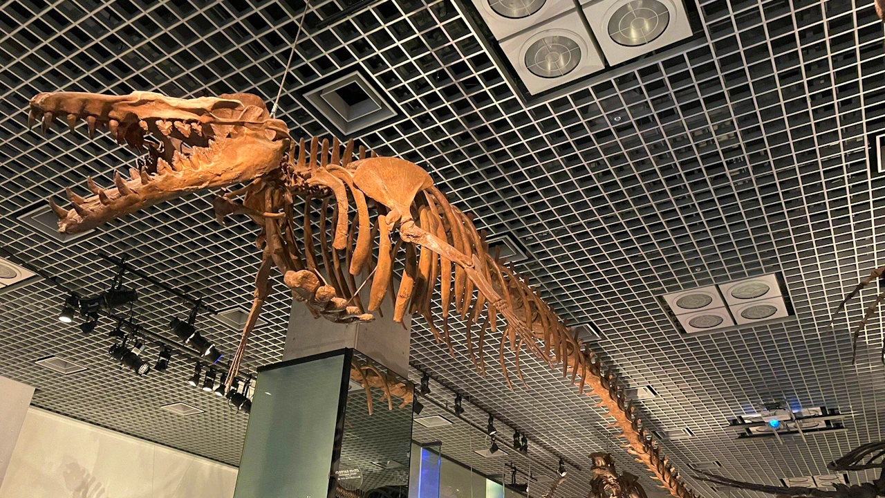 National Museum of Nature and Science Ticket Discount