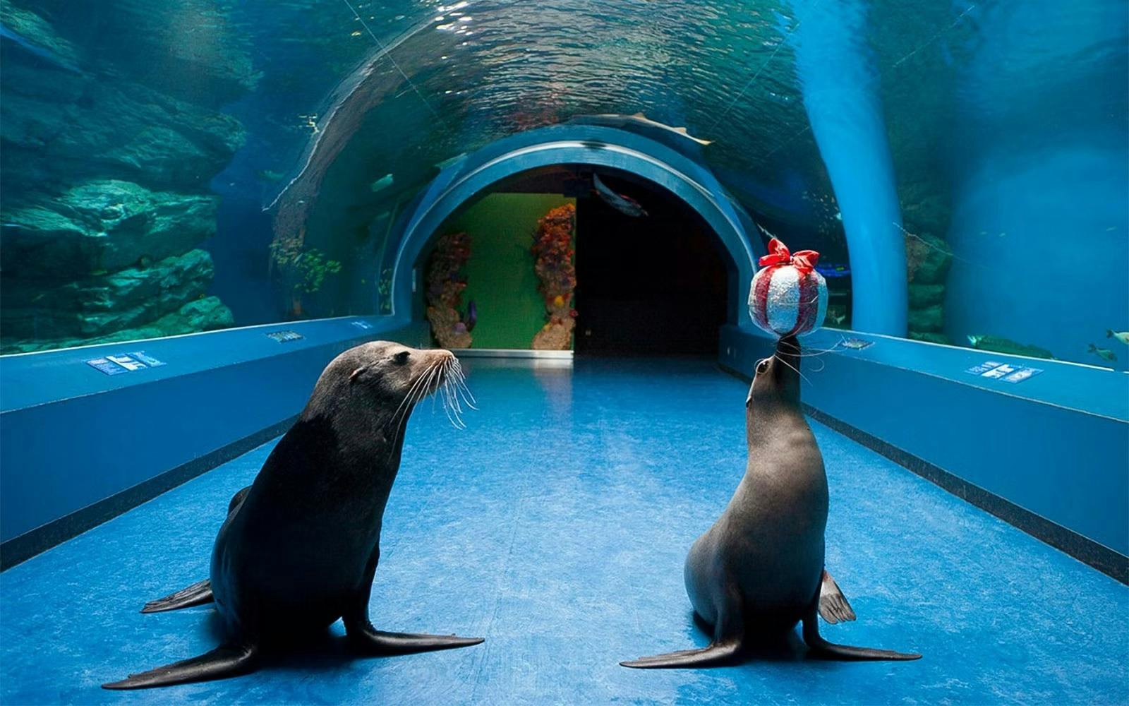 Shinagawa Aquarium Ticket Ticket