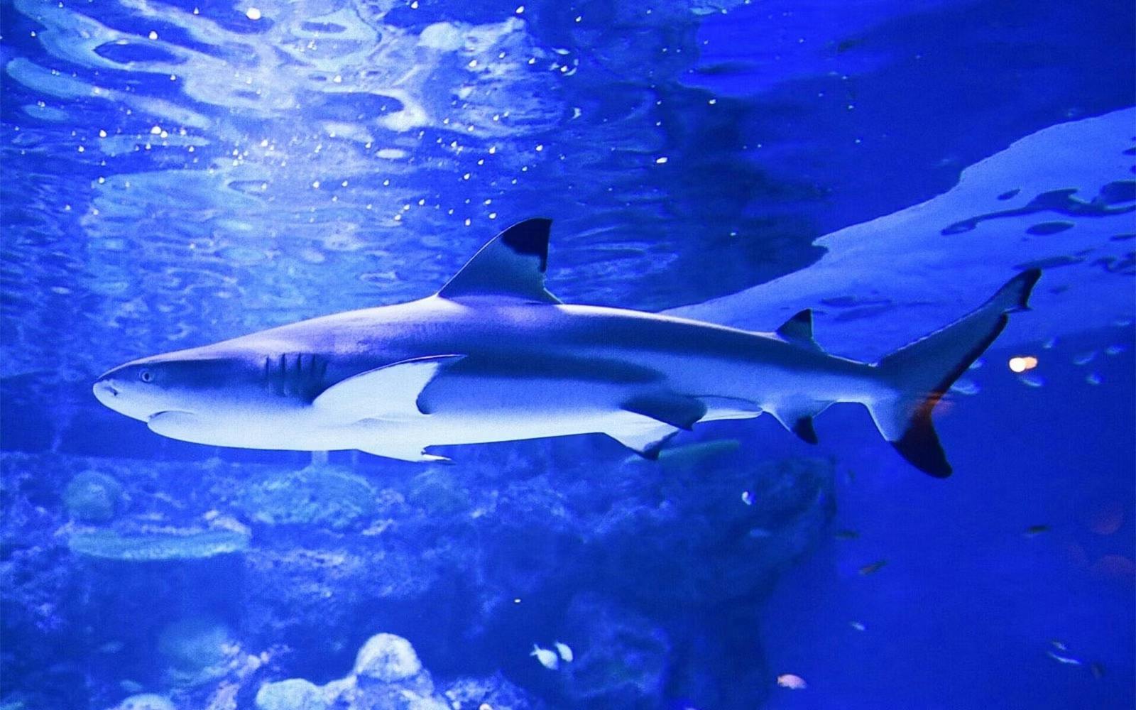 Shinagawa Aquarium Ticket