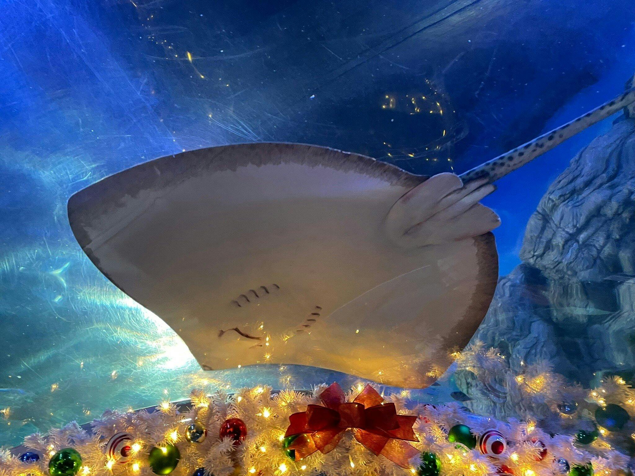 Shinagawa Aquarium Ticket Category