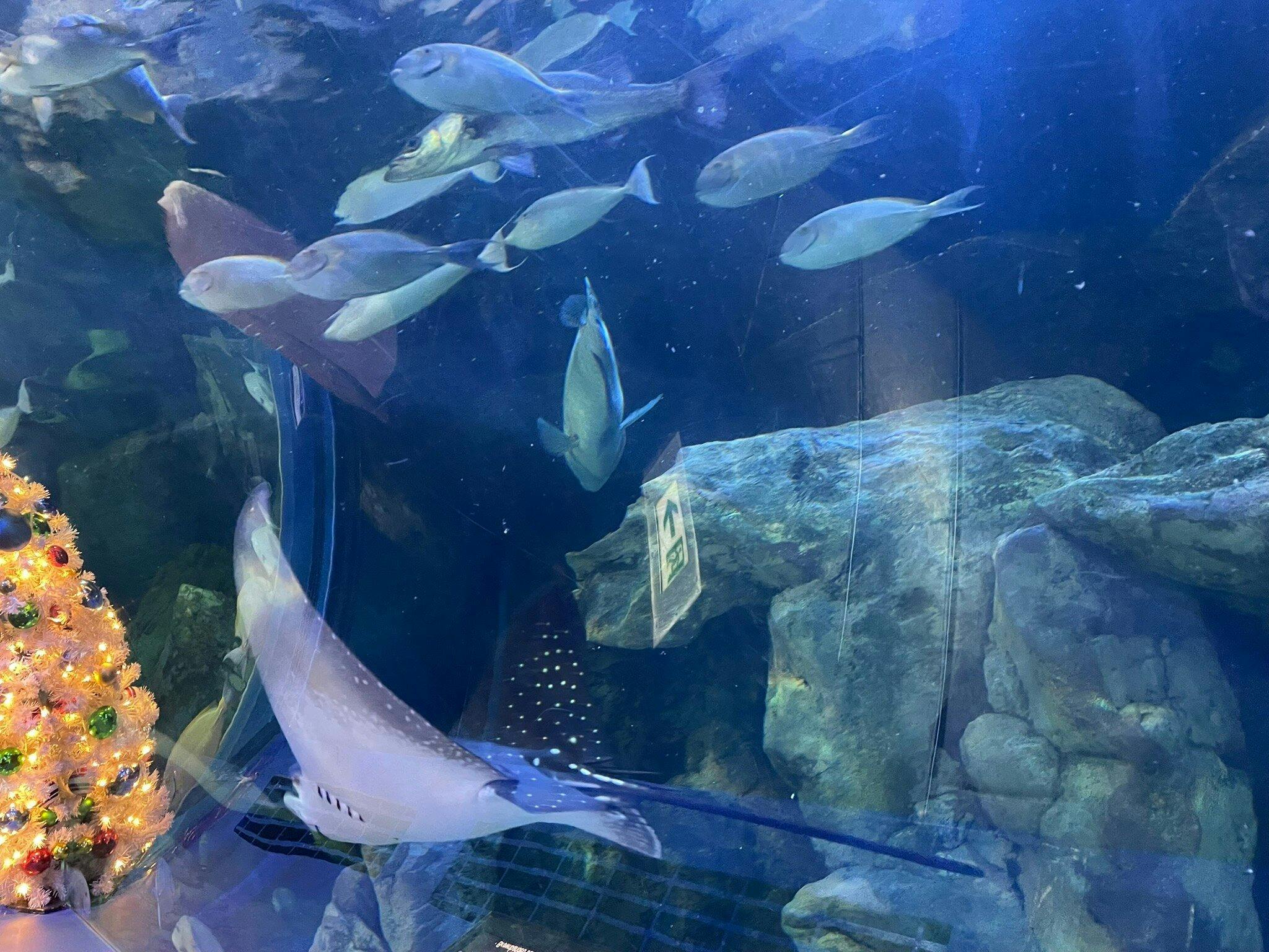 Shinagawa Aquarium Ticket Thrillark