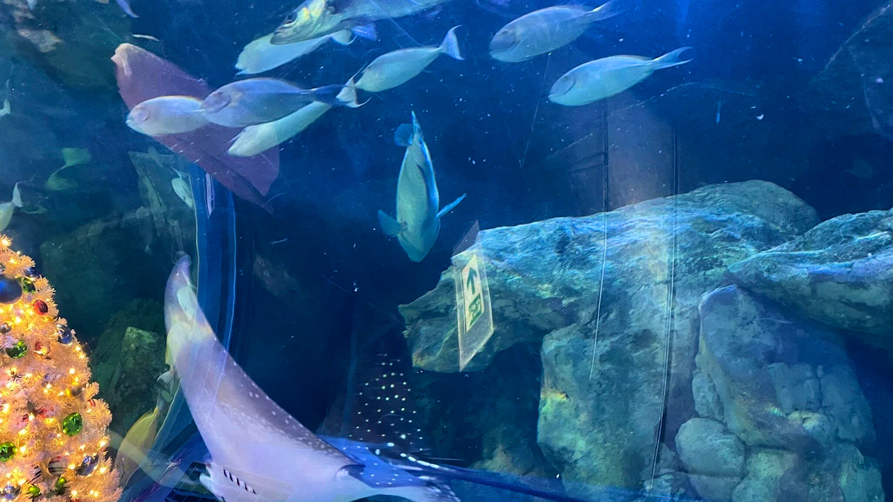 Shinagawa Aquarium Ticket Thrillark