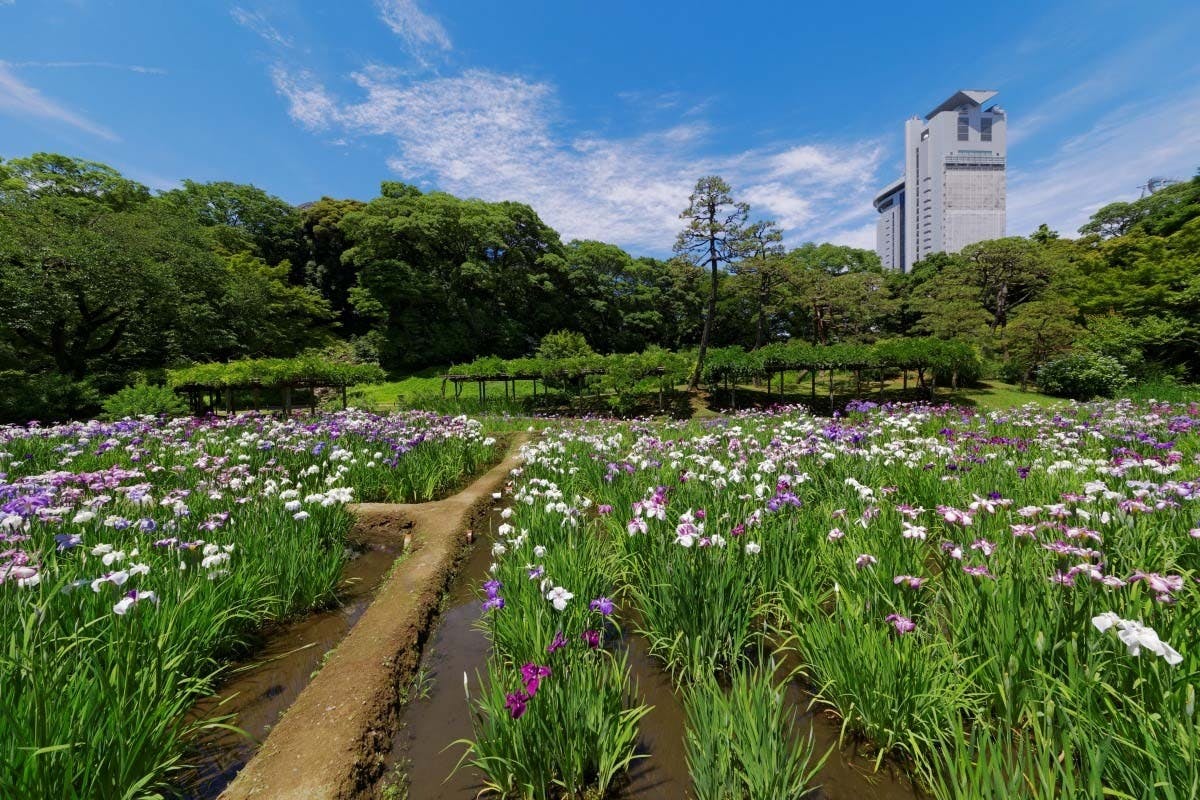 Koishikawa Korakuen Garden Ticket 
