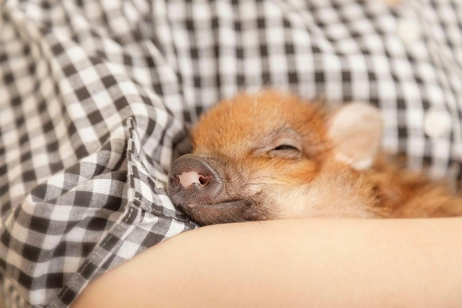 Micro Pig Cafe in Ikebukuro Discount