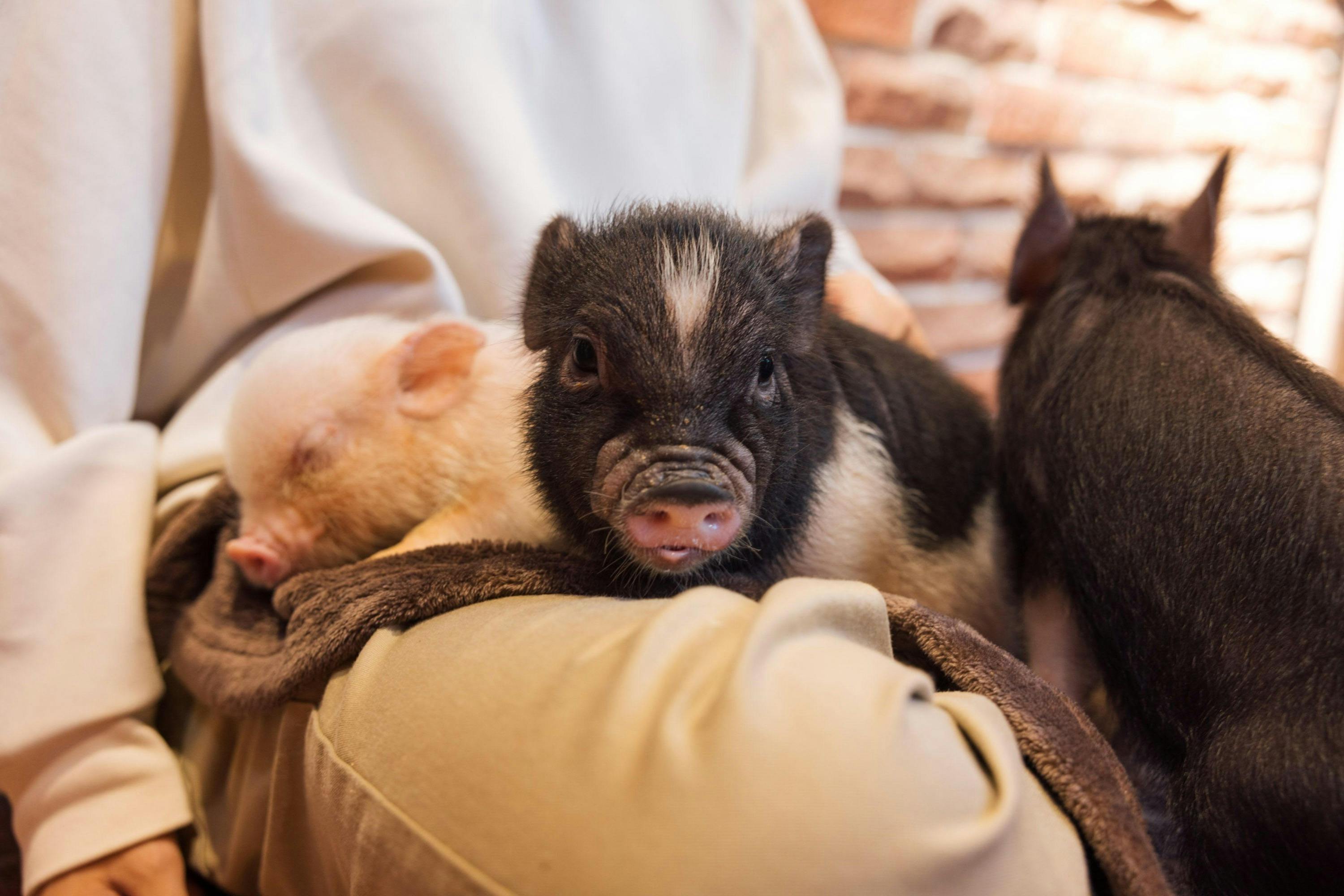 Micro Pig Cafe in Ikebukuro 