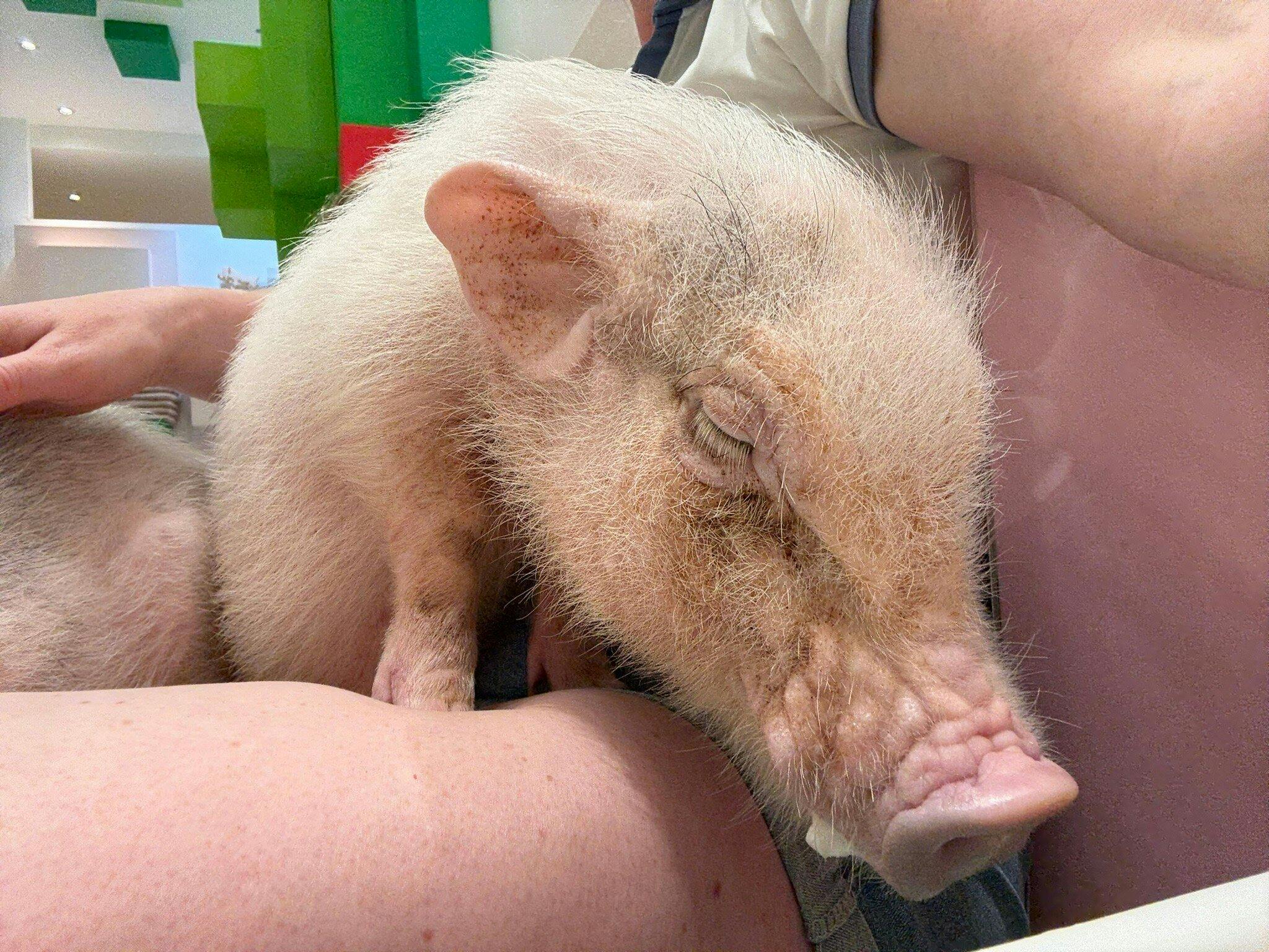 Micro Pig Cafe in Ikebukuro 