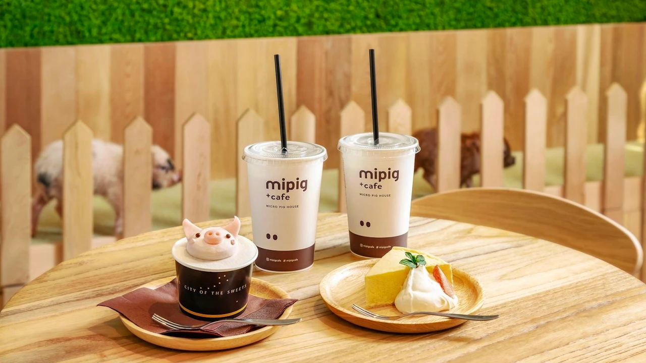 Micro Pig Cafe in Ikebukuro Price