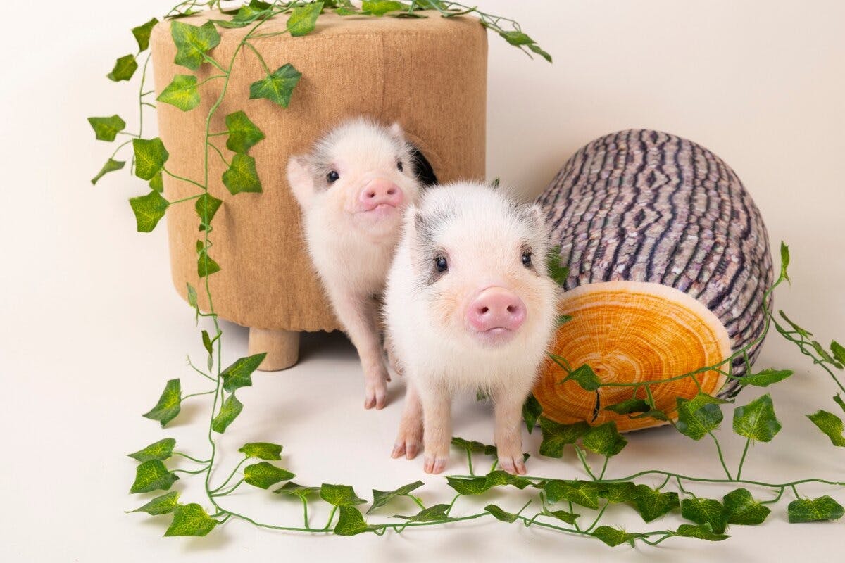 Micro Pig Cafe in Ikebukuro Location