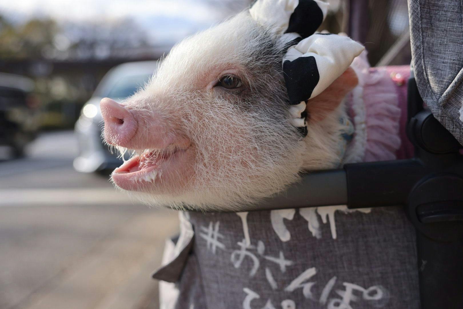 Micro Pig Cafe in Ikebukuro 