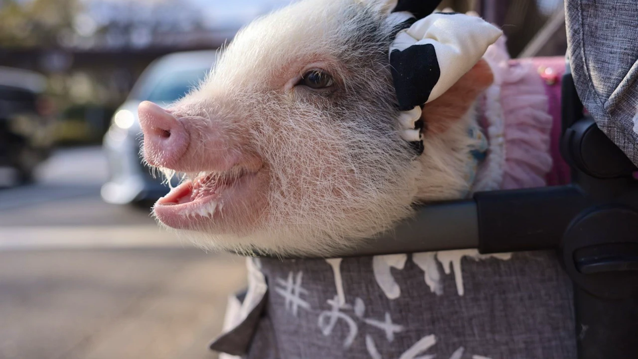 Micro Pig Cafe in Ikebukuro