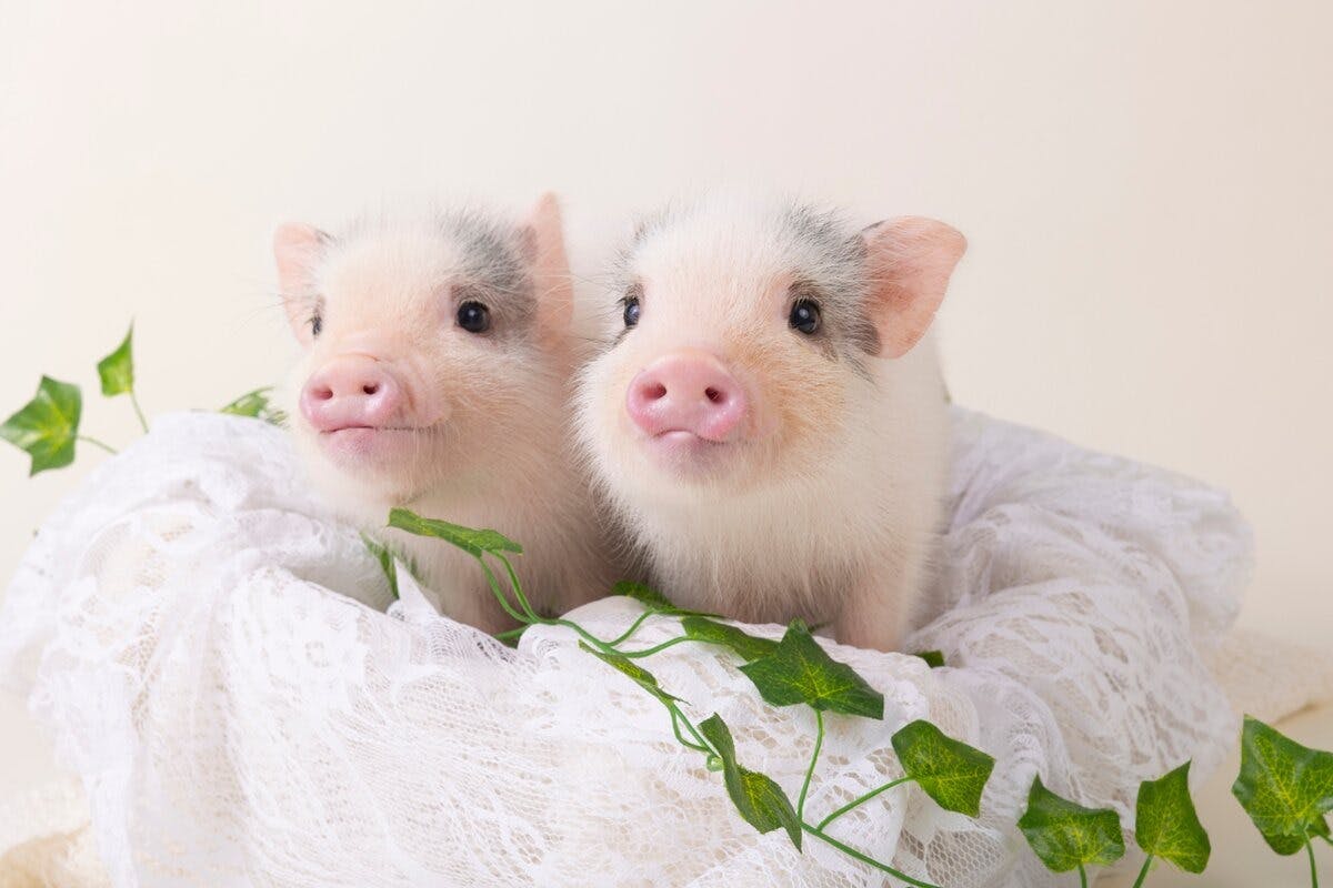 Micro Pig Cafe in Ikebukuro