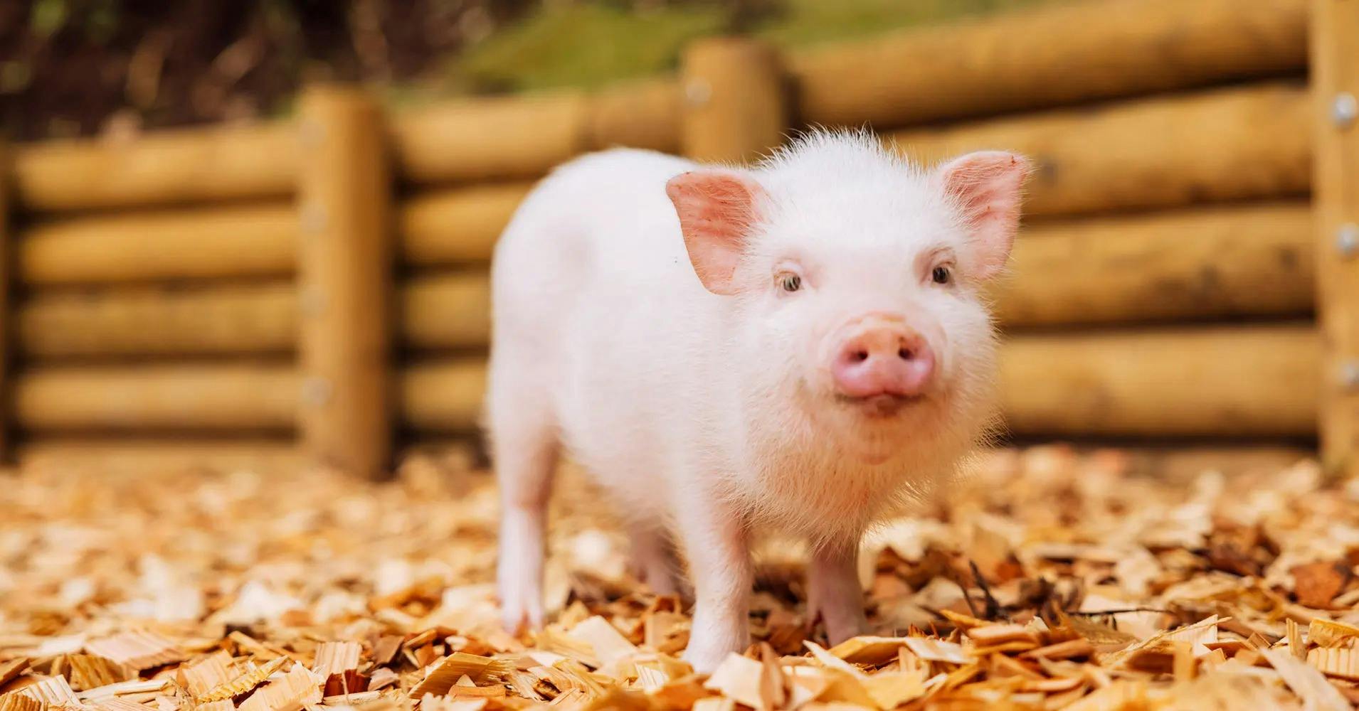 Micro Pig Cafe in Ikebukuro Thrillark