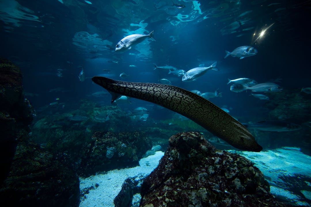 Barcelona Aquarium Ticket Location