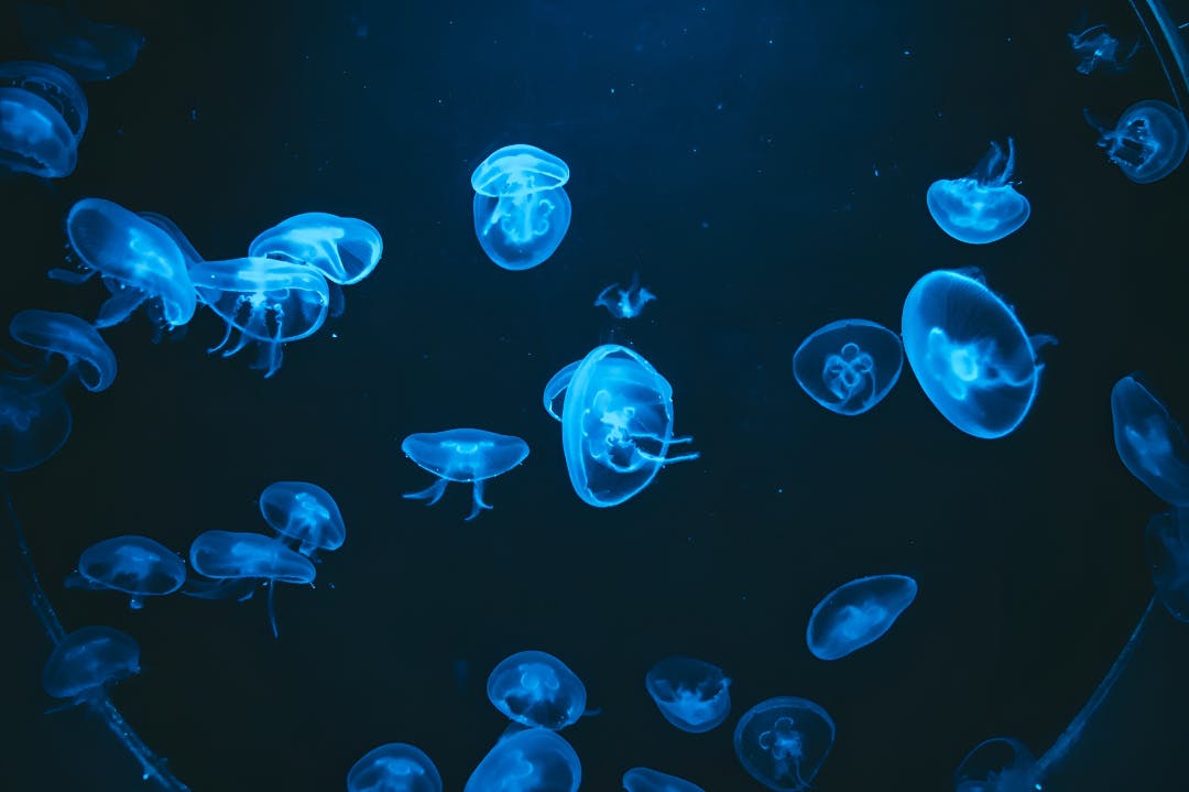 Barcelona Aquarium Ticket Price