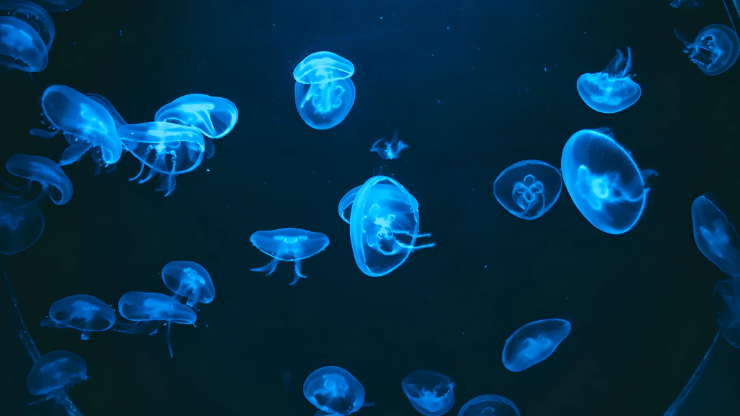 Barcelona Aquarium Ticket Price