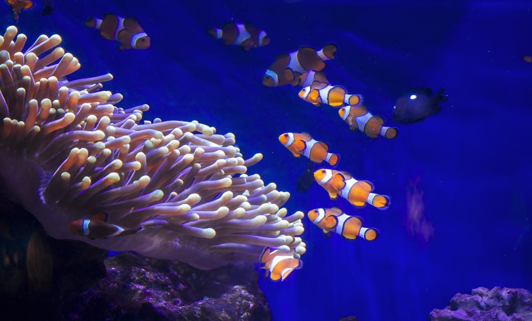 Barcelona Aquarium Ticket Discount