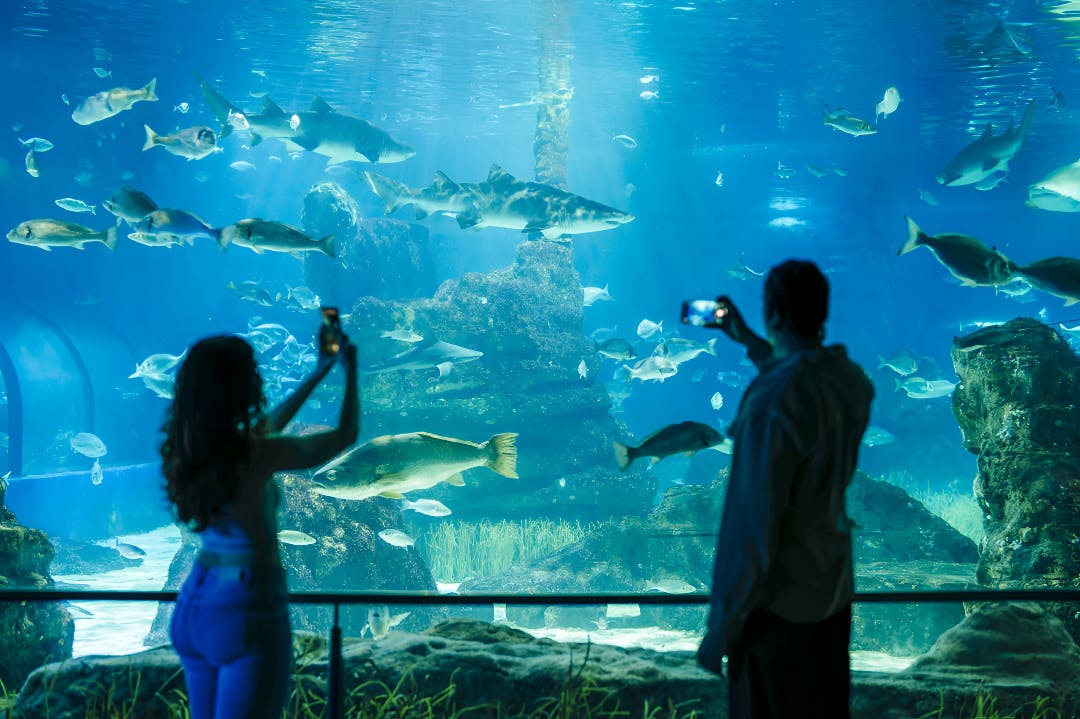 Barcelona Aquarium Ticket Ticket