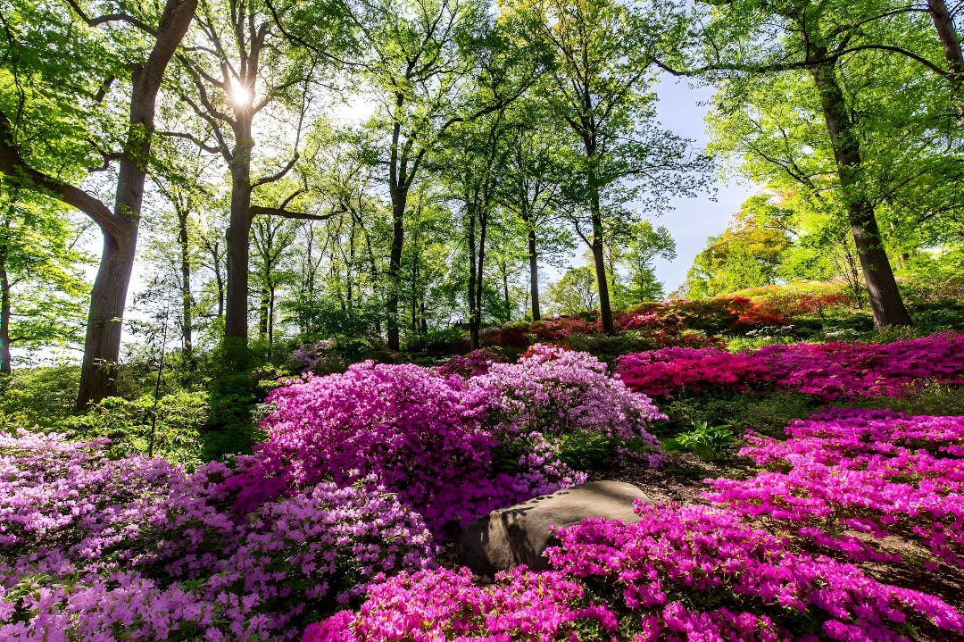 New York Botanical Garden Ticket Discount