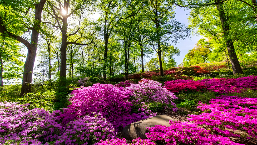 New York Botanical Garden Ticket Discount