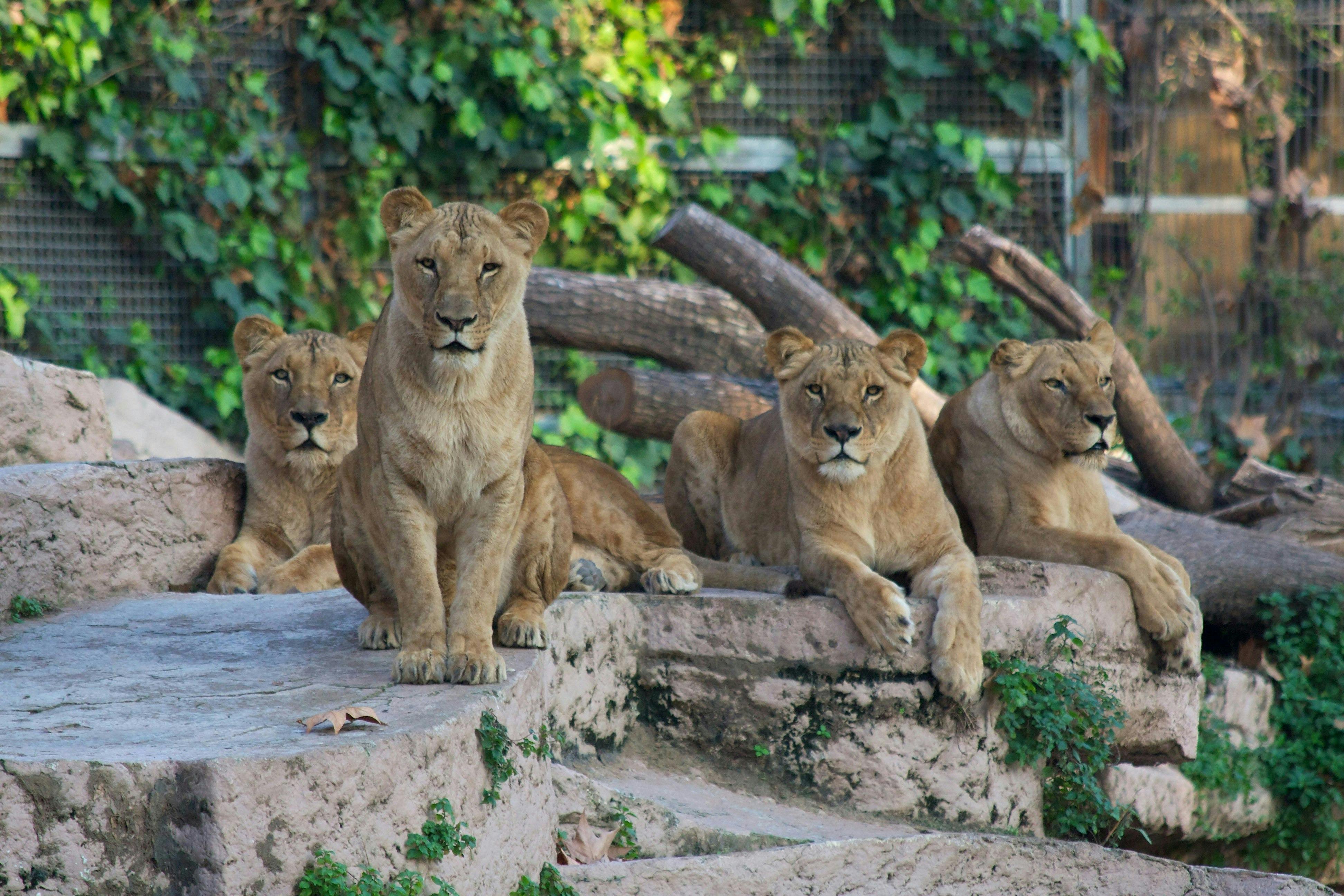 Barcelona Zoo Ticket