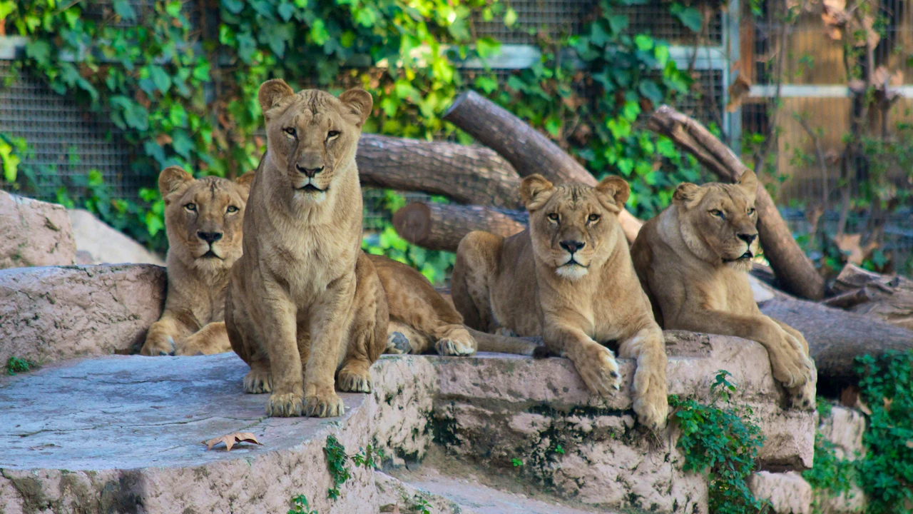 Barcelona Zoo Ticket