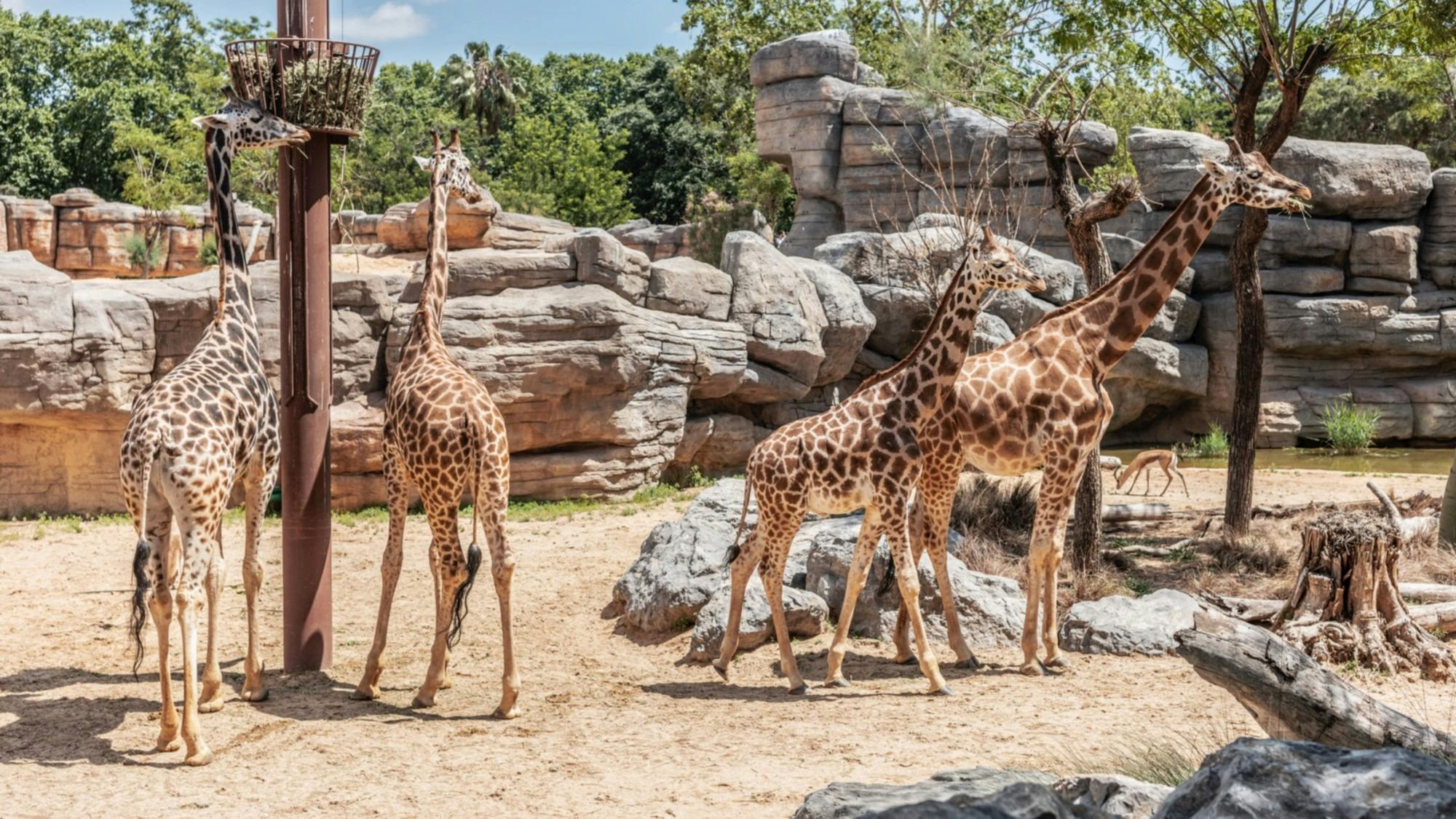 Barcelona Zoo Ticket Category
