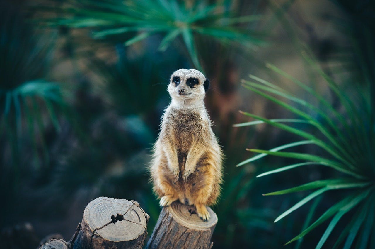 Barcelona Zoo Ticket