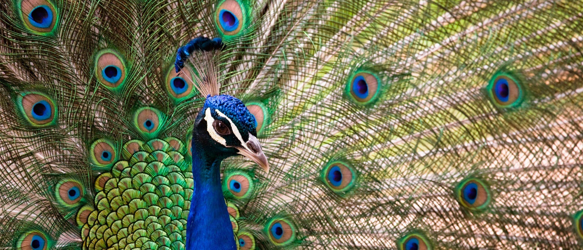 Barcelona Zoo Ticket 