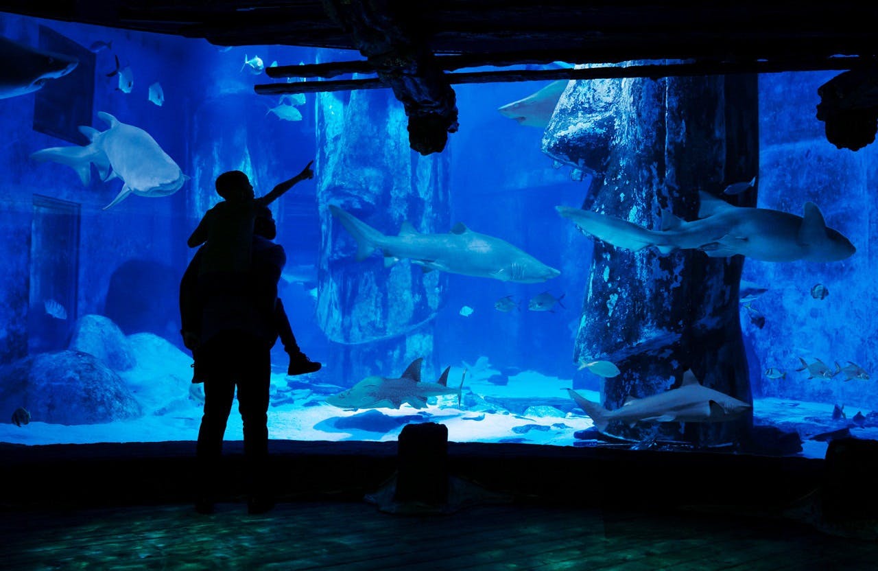 Sea Life London Aquarium + London Eye Ticket