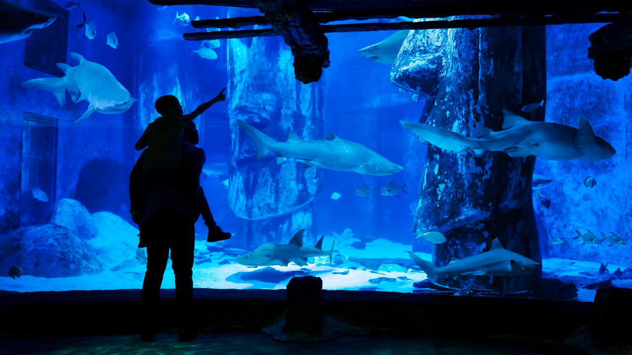 Sea Life London Aquarium + London Eye Ticket