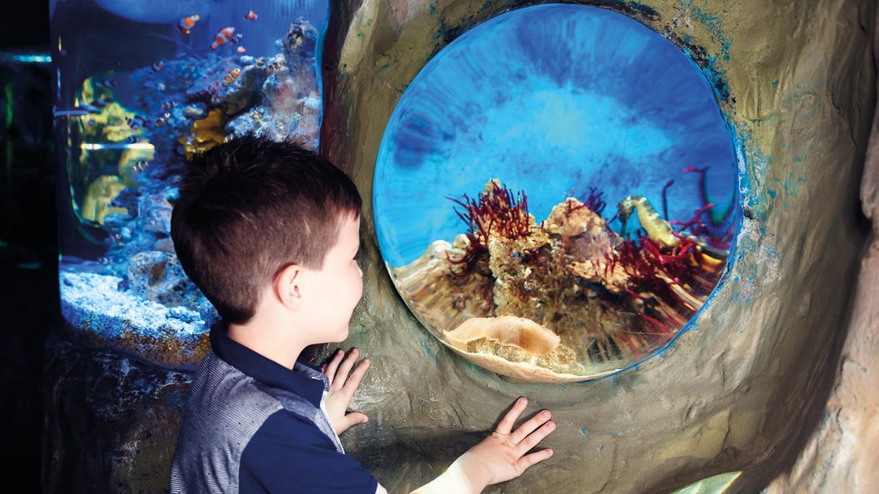 Sea Life London Aquarium + London Eye Ticket Category