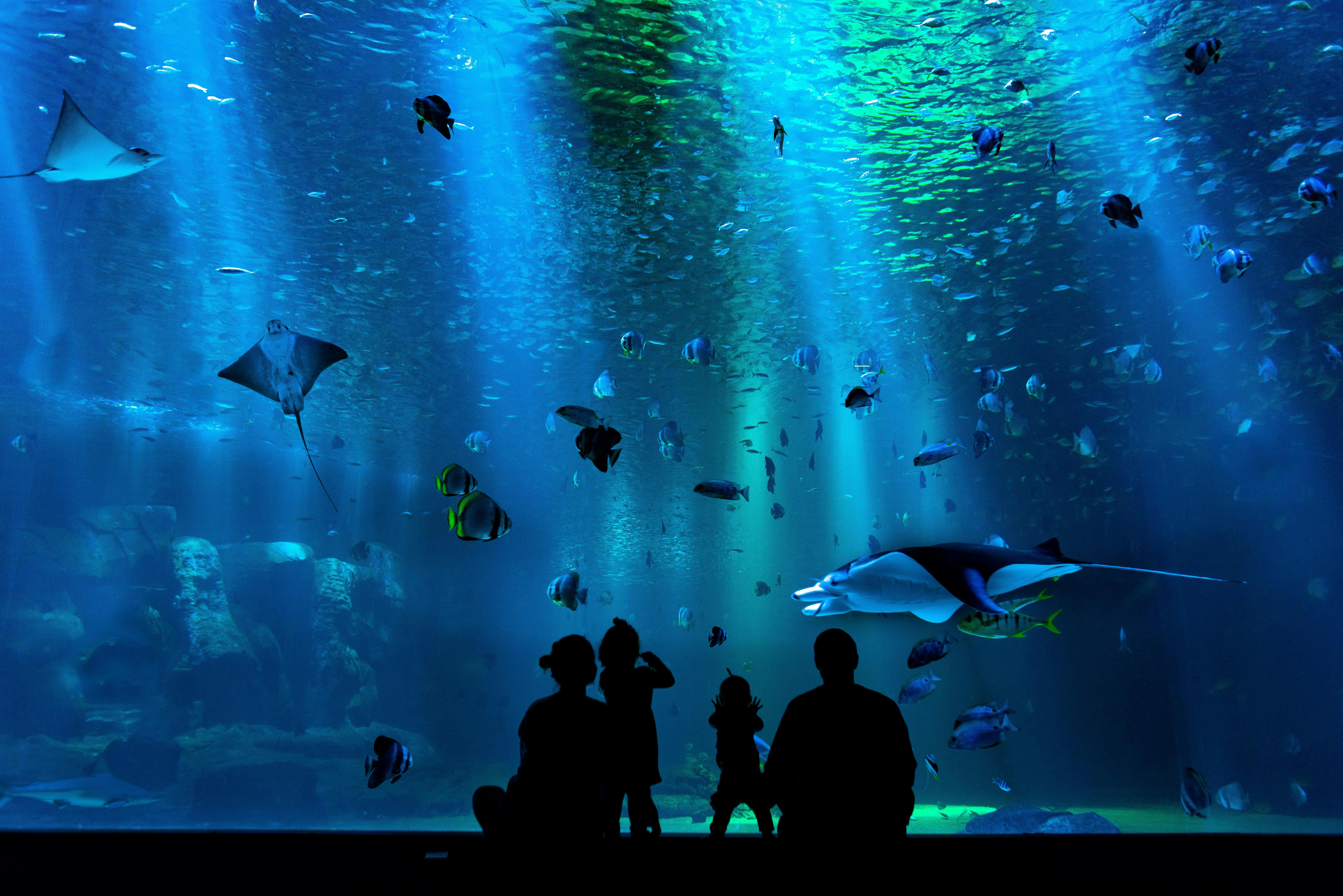 SEA Aquarium Singapore Tours