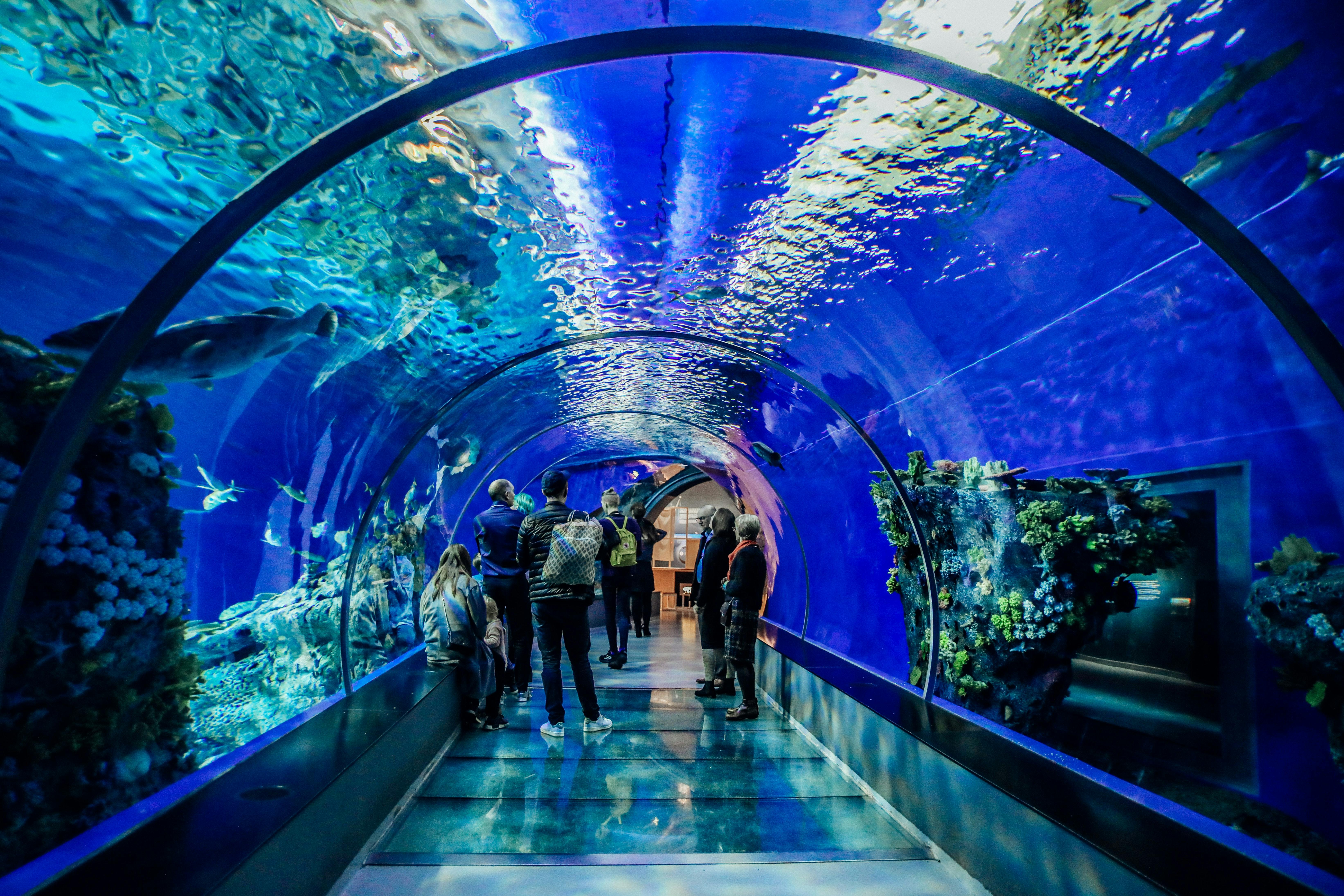 sea aquarium singapore