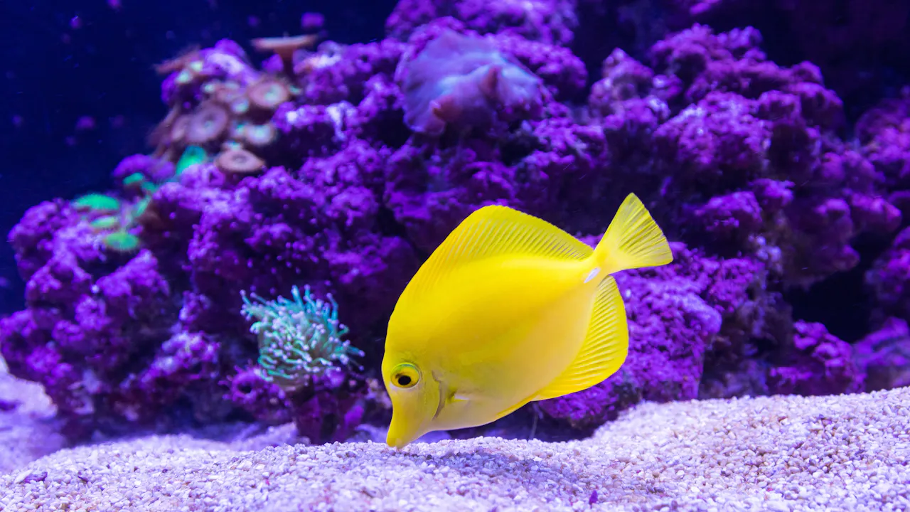 sea aquarium