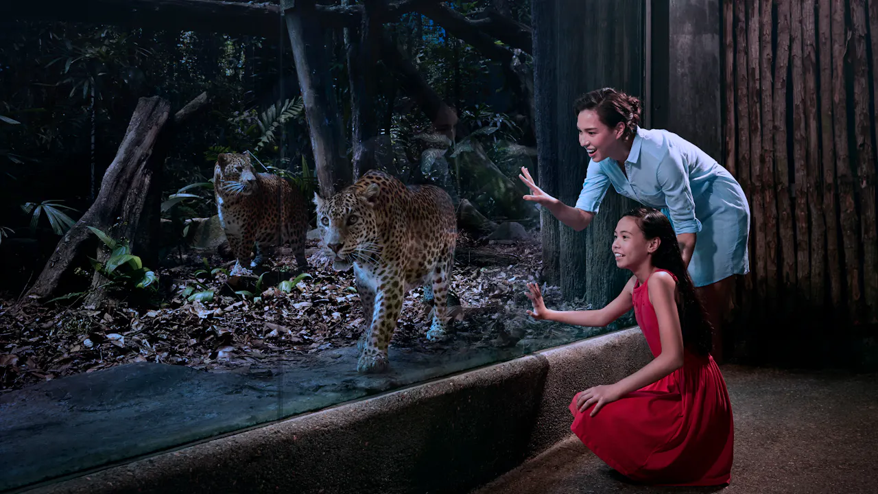 singapore zoo night safari