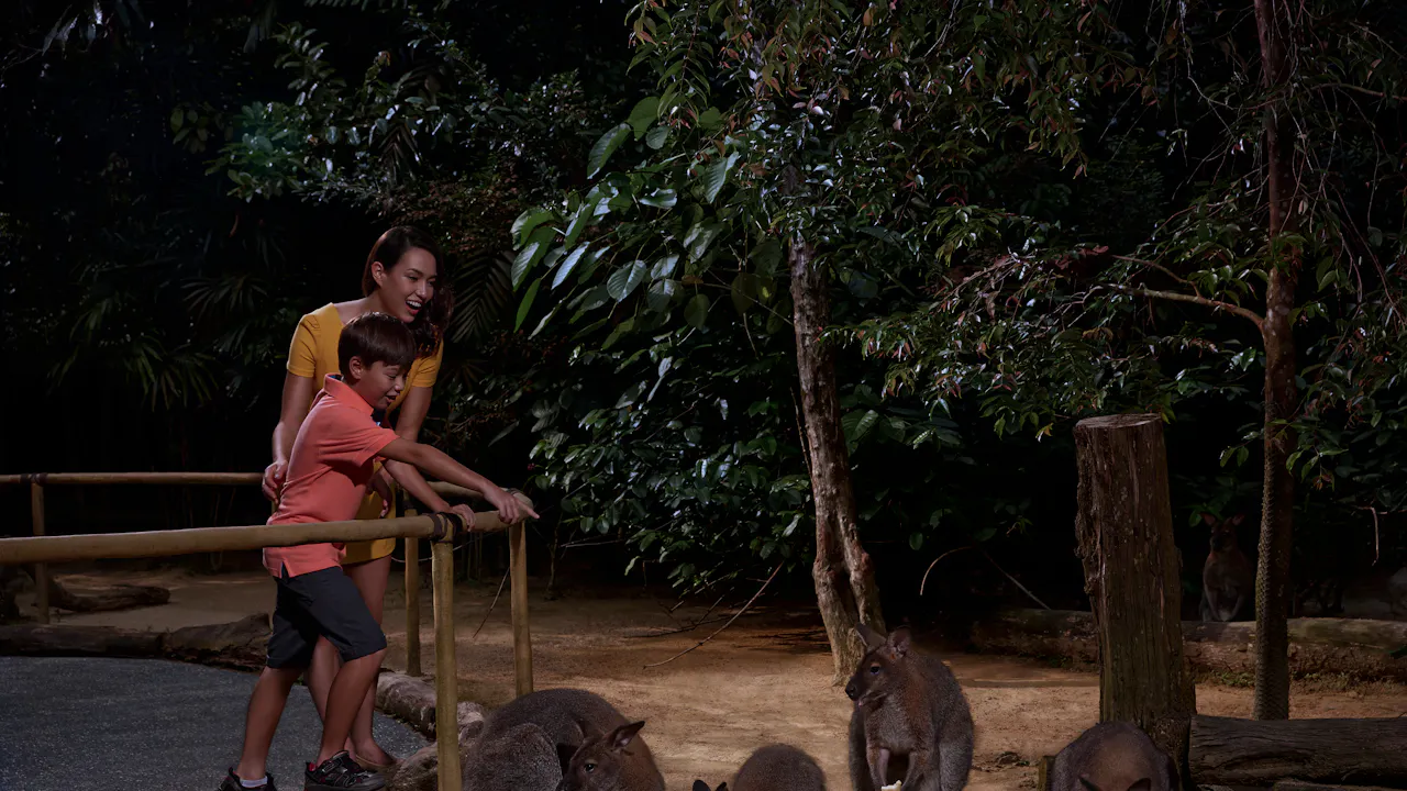 night safari singapore reviews