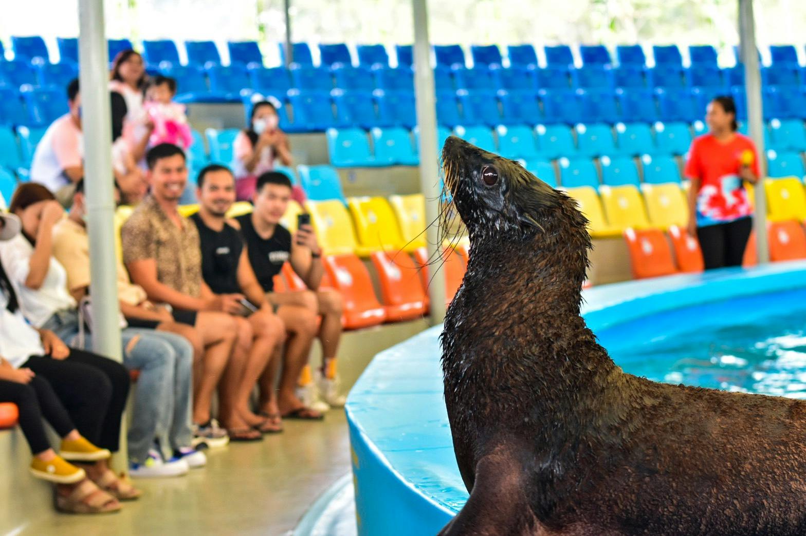 Dolphin Show Phuket Tickets Thrillark