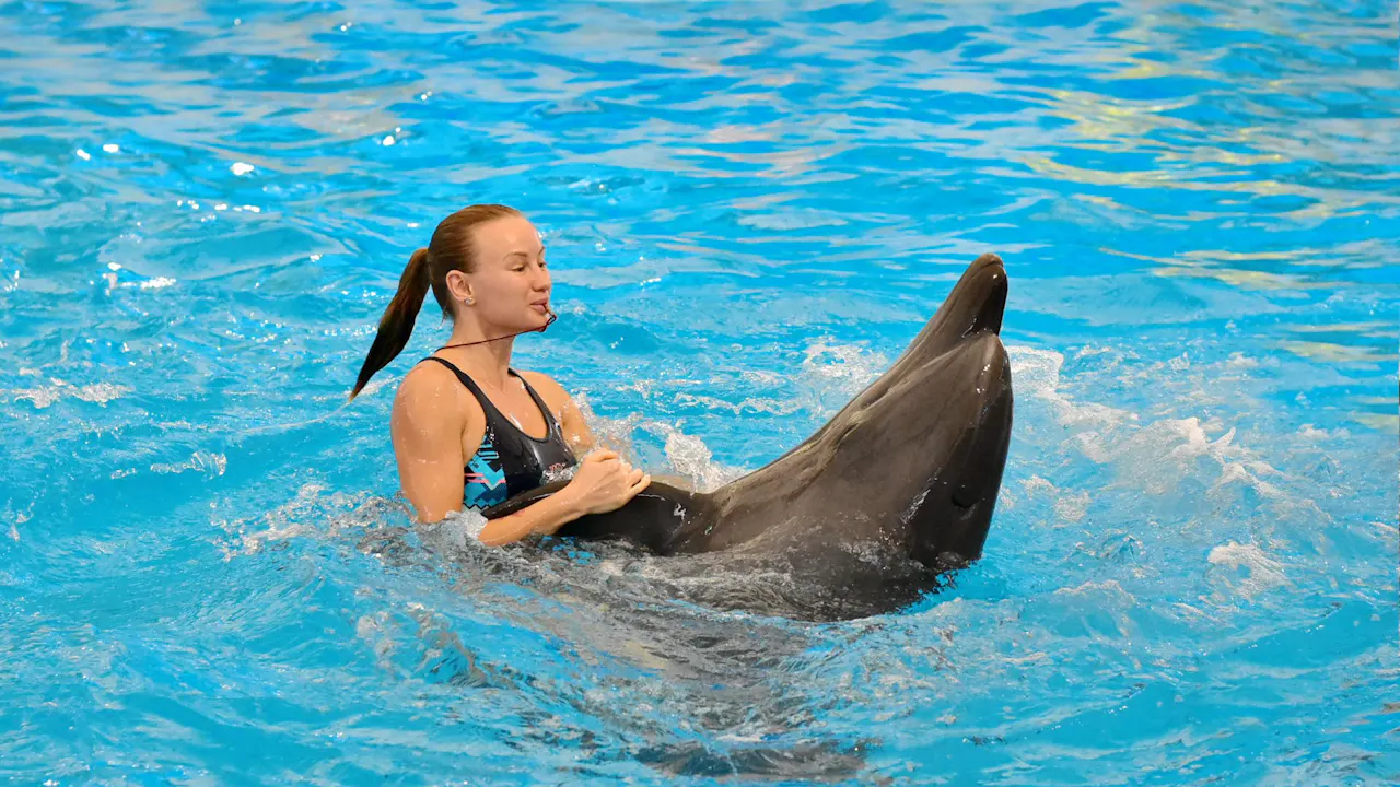 Dolphin Show Phuket Tickets Ticket