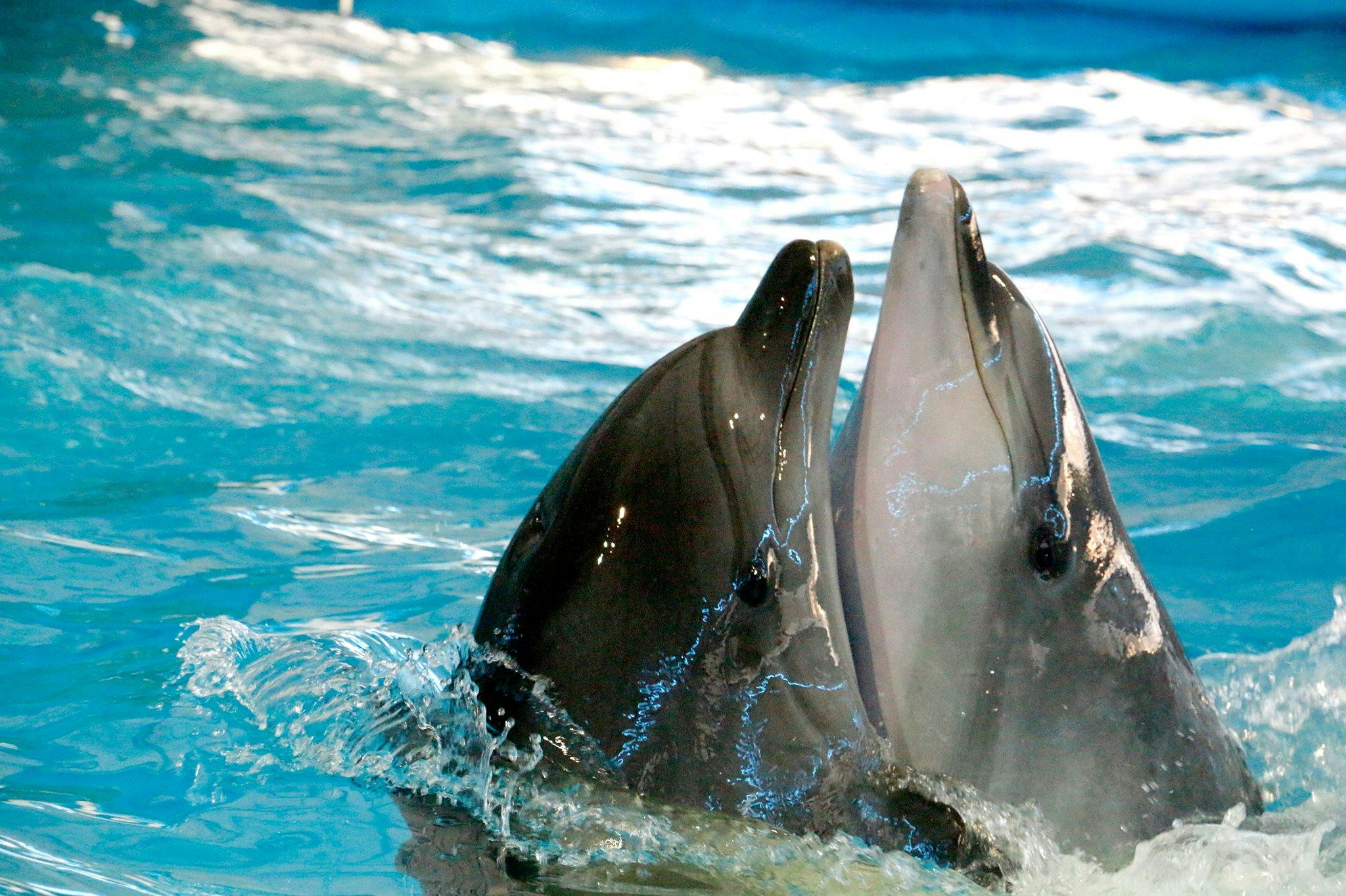 Dolphin Show Phuket Tickets 