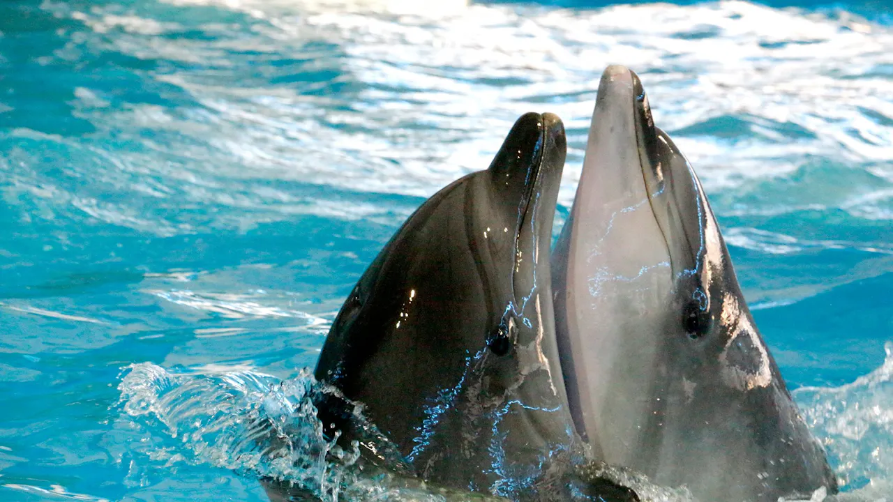 Dolphin Show Phuket Tickets