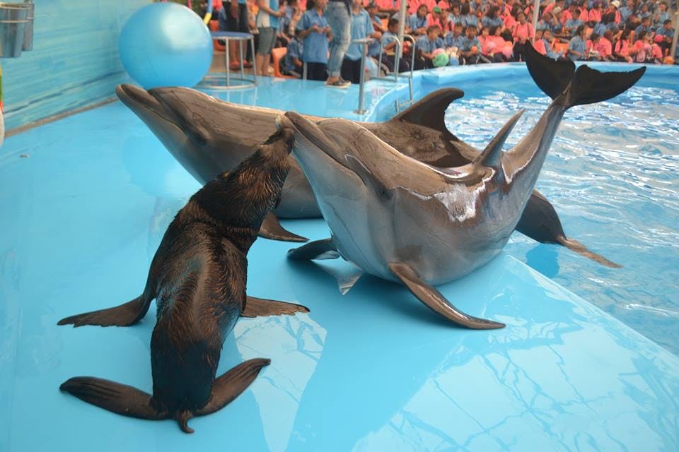 Dolphin Bay - Phuket Dolphin Show Ticket Location