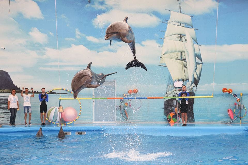 Dolphin Bay - Phuket Dolphin Show Ticket Price