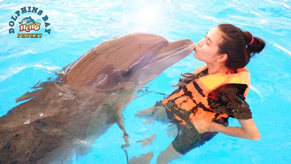 Phuket Dolphin Show Tickets