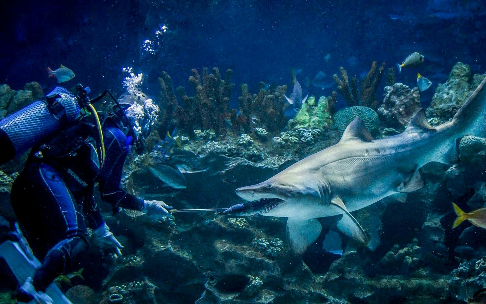 Aquaria KLCC Ticket Thrillark
