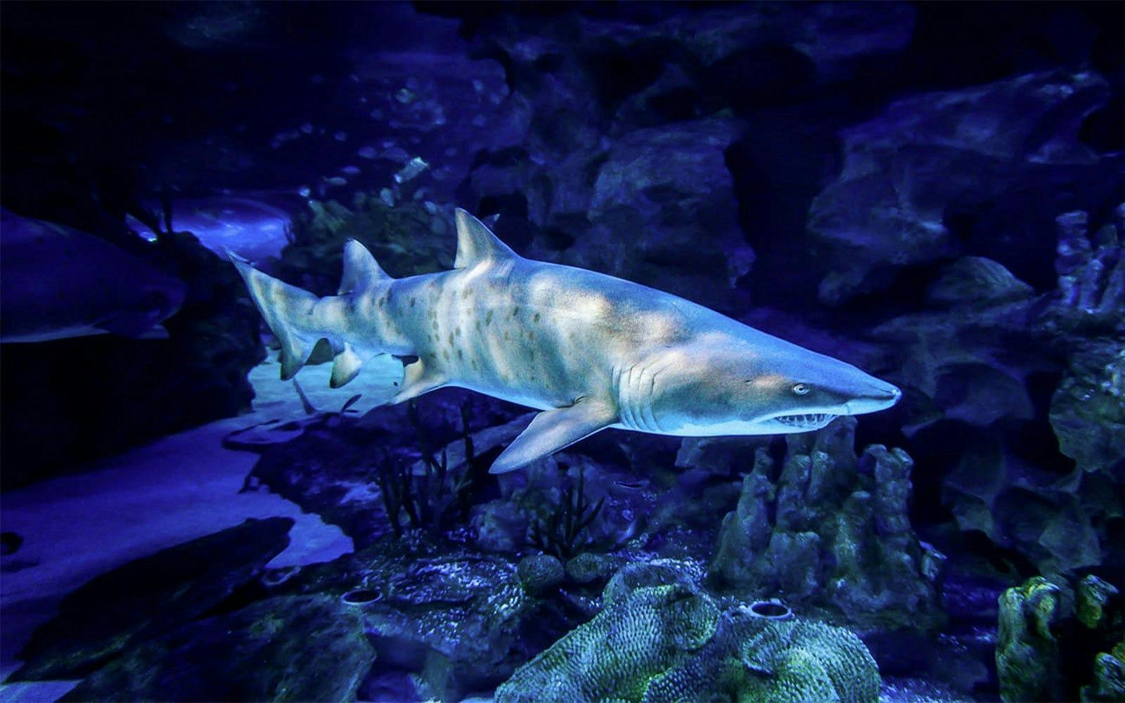 Aquaria KLCC Ticket
