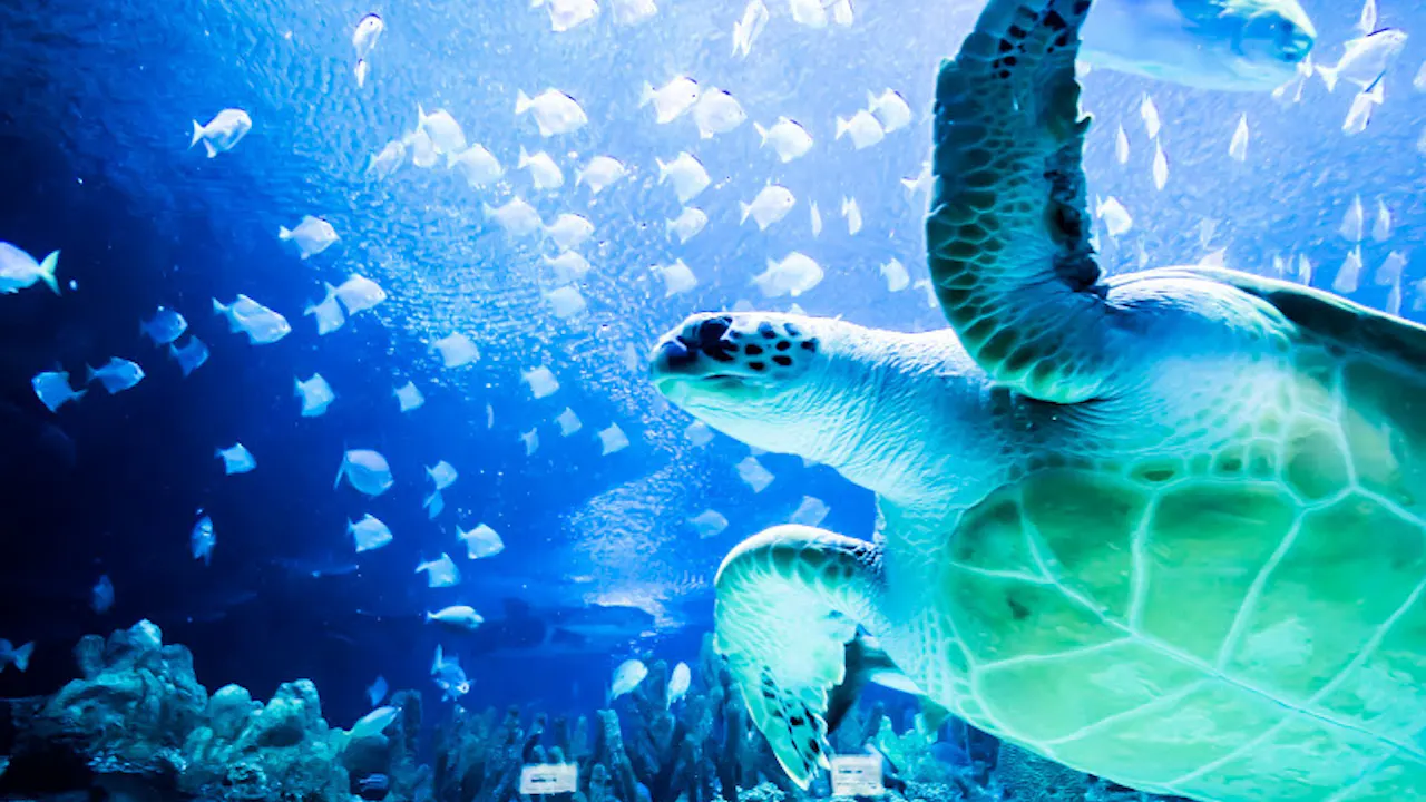 aquaria klcc tickets