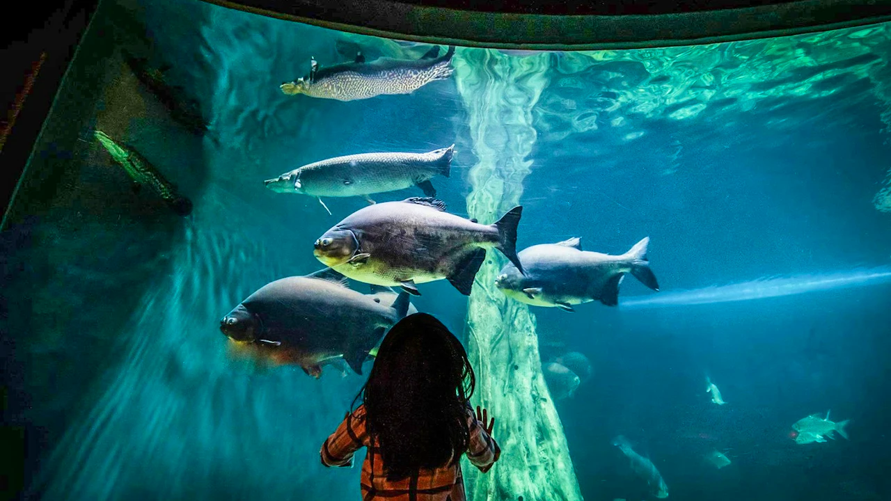 Aquaria KLCC Ticket Price