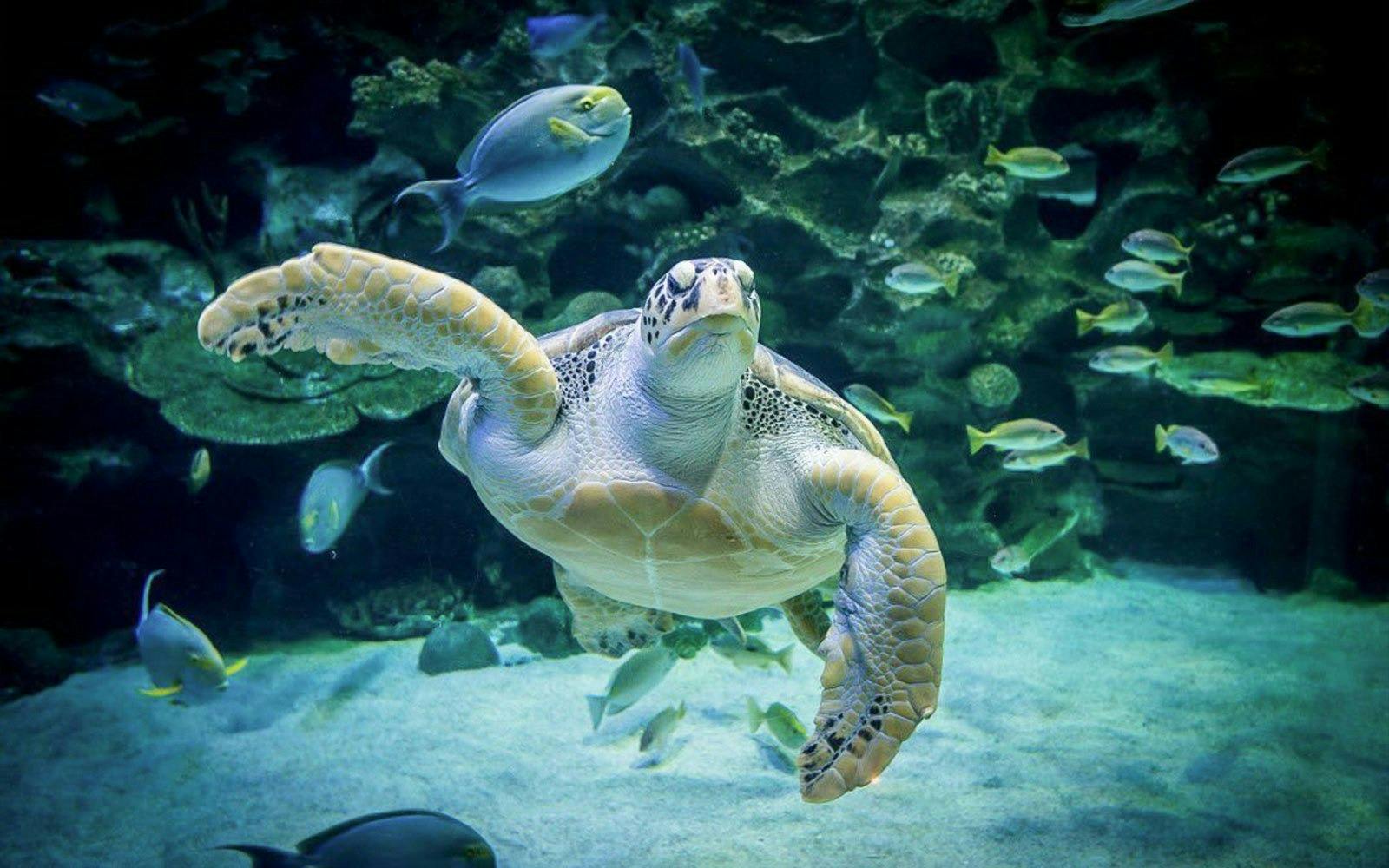 Aquaria KLCC Ticket 