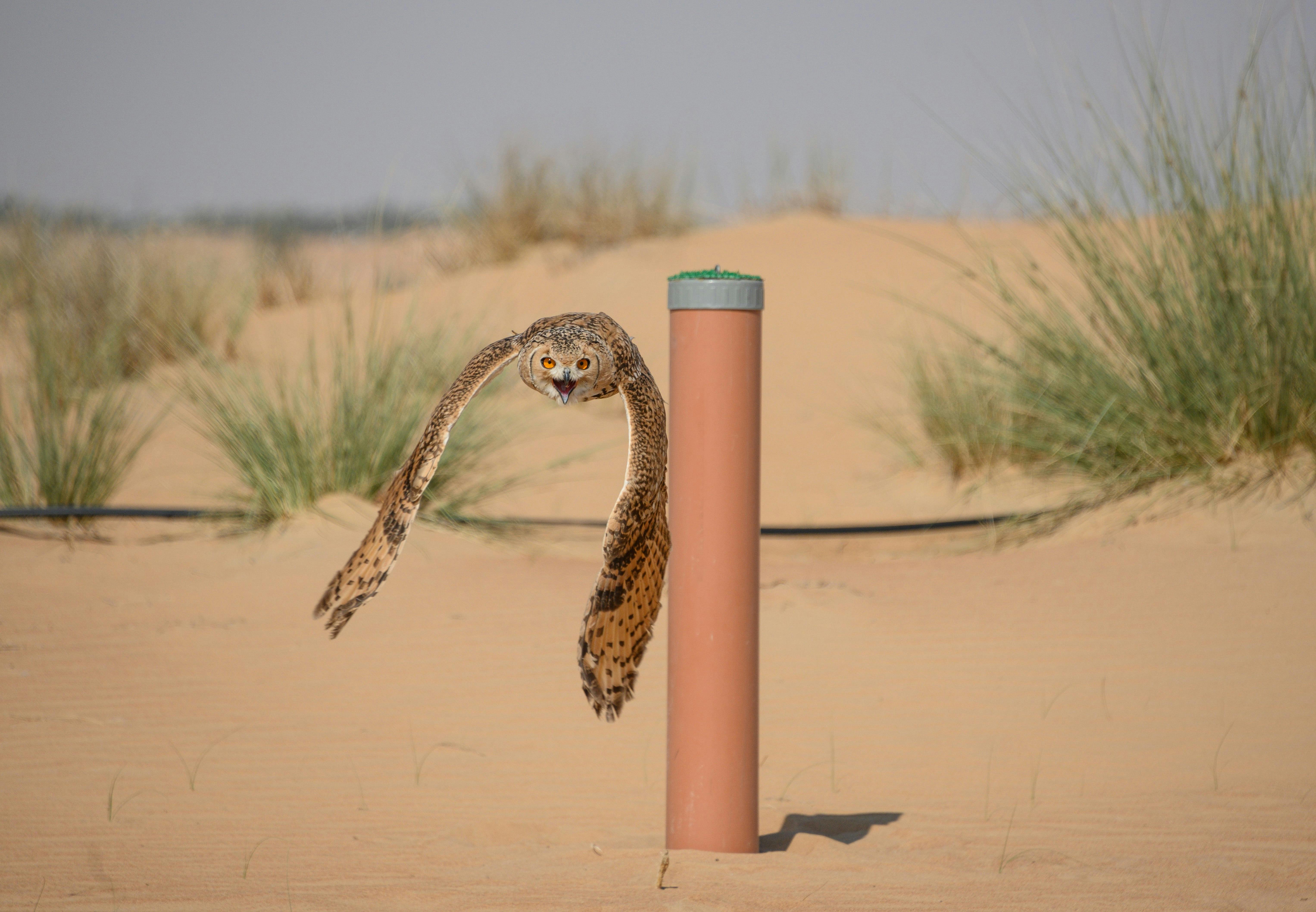 Platinum Falconry and Wildlife Safari Price