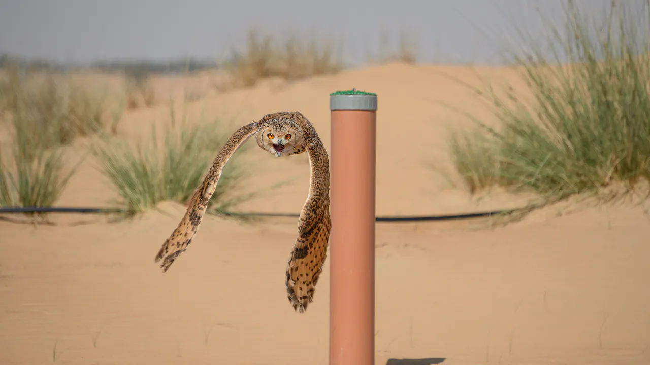 Platinum Falconry and Wildlife Safari Price